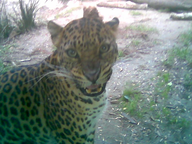 Leopardo.jpg