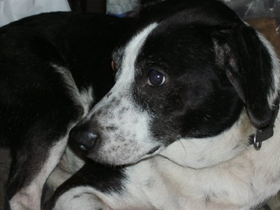 oscar.jpg (62.77 KiB) Viewed 13112 times oscar.jpg