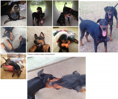 dogs.jpg (248.82 KiB) Viewed 13100 times dogs.jpg