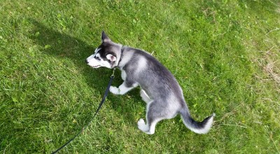 12042867_10208770536367071_6279854179623899720_n.jpg (144.87 KiB) Viewed 12905 times 12042867_10208770536367071_6279854179623899720_n.jpg