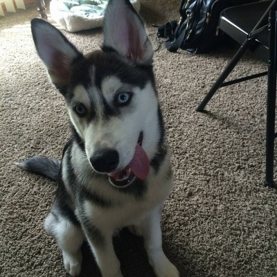 10414432_10208770528446873_3926772573759027573_n.jpg (177.15 KiB) Viewed 11809 times 10414432_10208770528446873_3926772573759027573_n.jpg