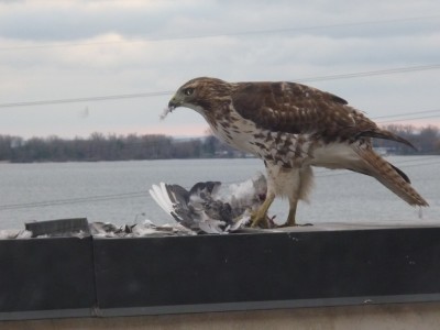 FALCON EATS HAWK.jpg