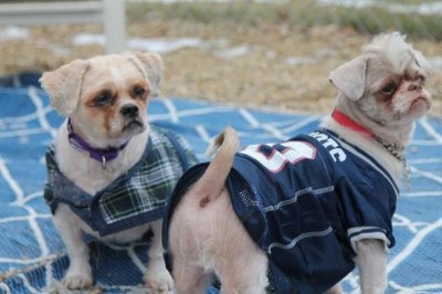 Sox and Coco