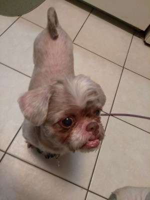 Coco